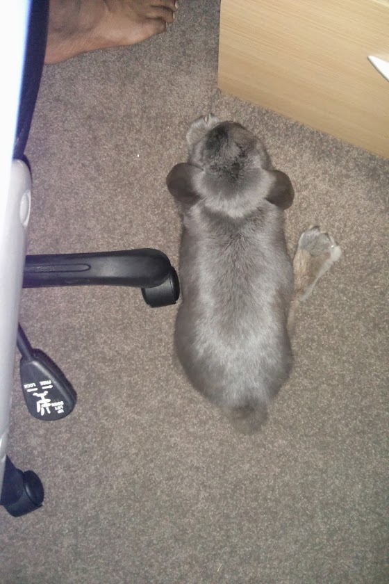 Thats where he stays if he is inside the house