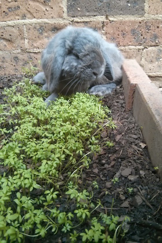 Him and the herb garden we planted for him